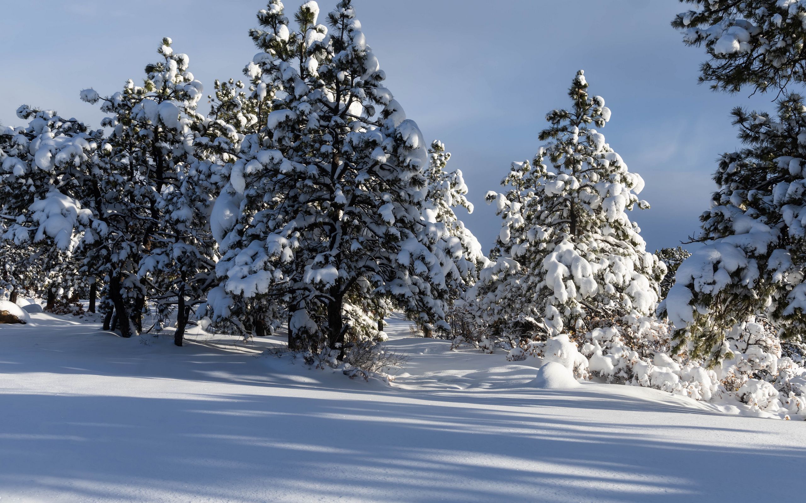 2560x1600 Wallpaper trees, winter, snow, shadow