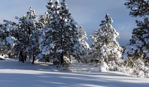 Preview wallpaper trees, winter, snow, shadow