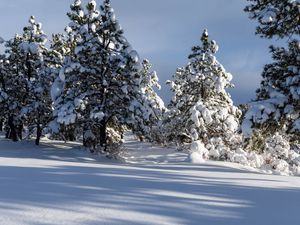Preview wallpaper trees, winter, snow, shadow