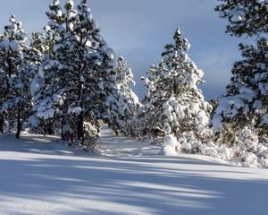 Preview wallpaper trees, winter, snow, shadow