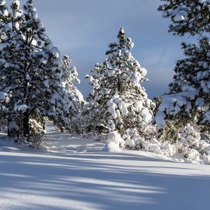 Preview wallpaper trees, winter, snow, shadow
