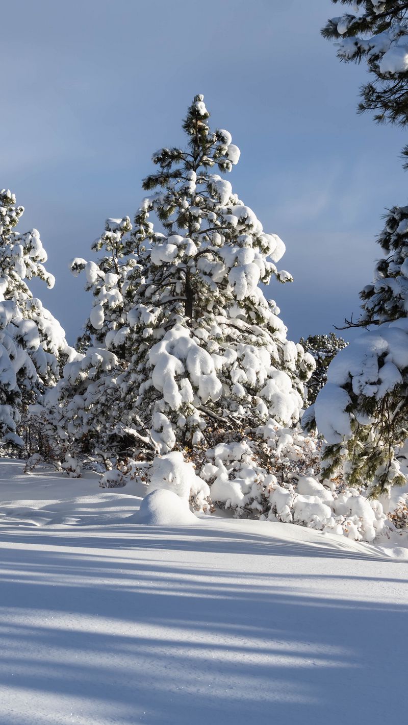 800x1420 Wallpaper trees, winter, snow, shadow