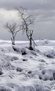 Preview wallpaper trees, winter, snow, nature