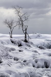 Preview wallpaper trees, winter, snow, nature