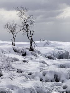 Preview wallpaper trees, winter, snow, nature