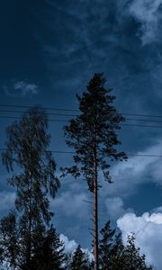 Preview wallpaper trees, wires, clouds, sky