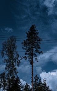 Preview wallpaper trees, wires, clouds, sky