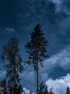 Preview wallpaper trees, wires, clouds, sky