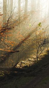 Preview wallpaper trees, wood, autumn, solar, light, morning, dawn