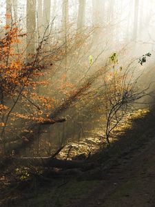 Preview wallpaper trees, wood, autumn, solar, light, morning, dawn