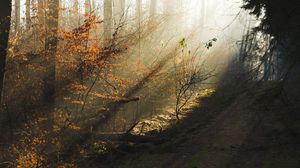 Preview wallpaper trees, wood, autumn, solar, light, morning, dawn