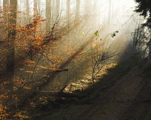 Preview wallpaper trees, wood, autumn, solar, light, morning, dawn