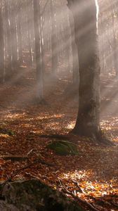 Preview wallpaper trees, wood, autumn, leaves, sticks, sun, beams, light