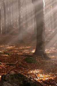 Preview wallpaper trees, wood, autumn, leaves, sticks, sun, beams, light