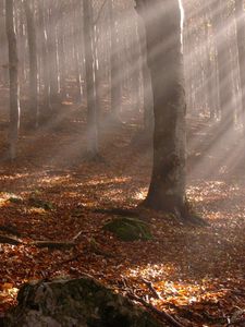 Preview wallpaper trees, wood, autumn, leaves, sticks, sun, beams, light