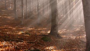 Preview wallpaper trees, wood, autumn, leaves, sticks, sun, beams, light