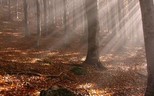Preview wallpaper trees, wood, autumn, leaves, sticks, sun, beams, light