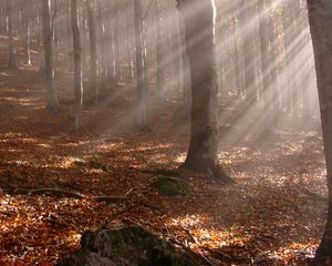 Preview wallpaper trees, wood, autumn, leaves, sticks, sun, beams, light