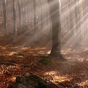 Preview wallpaper trees, wood, autumn, leaves, sticks, sun, beams, light