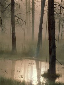 Preview wallpaper trees, wood, bog, fog