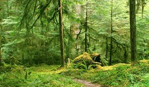 Preview wallpaper trees, wood, branches, green, track