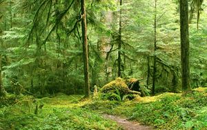 Preview wallpaper trees, wood, branches, green, track