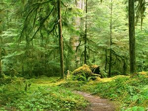 Preview wallpaper trees, wood, branches, green, track