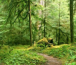 Preview wallpaper trees, wood, branches, green, track