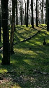 Preview wallpaper trees, wood, earth, grass, leaves