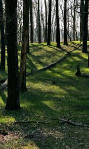 Preview wallpaper trees, wood, earth, grass, leaves