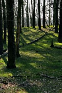 Preview wallpaper trees, wood, earth, grass, leaves