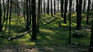 Preview wallpaper trees, wood, earth, grass, leaves