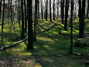 Preview wallpaper trees, wood, earth, grass, leaves