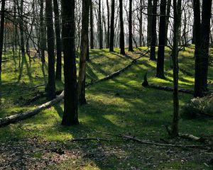 Preview wallpaper trees, wood, earth, grass, leaves