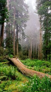 Preview wallpaper trees, wood, fern, fog