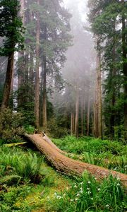 Preview wallpaper trees, wood, fern, fog