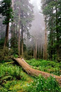 Preview wallpaper trees, wood, fern, fog