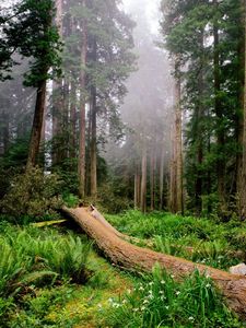 Preview wallpaper trees, wood, fern, fog