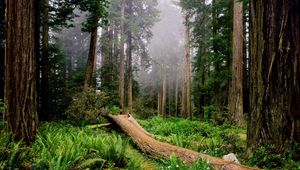 Preview wallpaper trees, wood, fern, fog