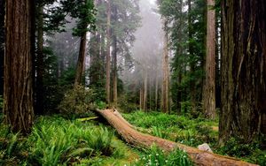 Preview wallpaper trees, wood, fern, fog