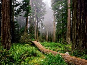 Preview wallpaper trees, wood, fern, fog