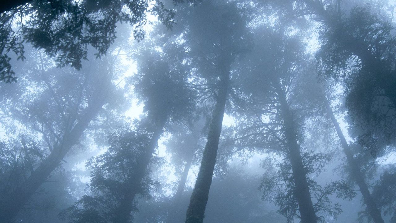 Wallpaper trees, wood, fog, crones