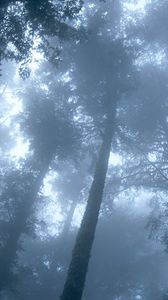 Preview wallpaper trees, wood, fog, crones