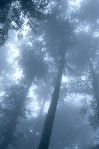 Preview wallpaper trees, wood, fog, crones