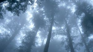 Preview wallpaper trees, wood, fog, crones