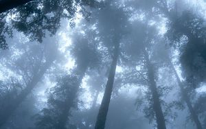 Preview wallpaper trees, wood, fog, crones