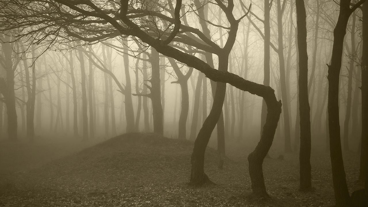 Wallpaper trees, wood, fog, gloomy, trunks, bends, haze, dullness
