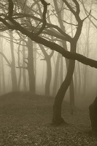 Preview wallpaper trees, wood, fog, gloomy, trunks, bends, haze, dullness