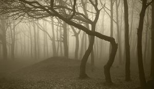Preview wallpaper trees, wood, fog, gloomy, trunks, bends, haze, dullness