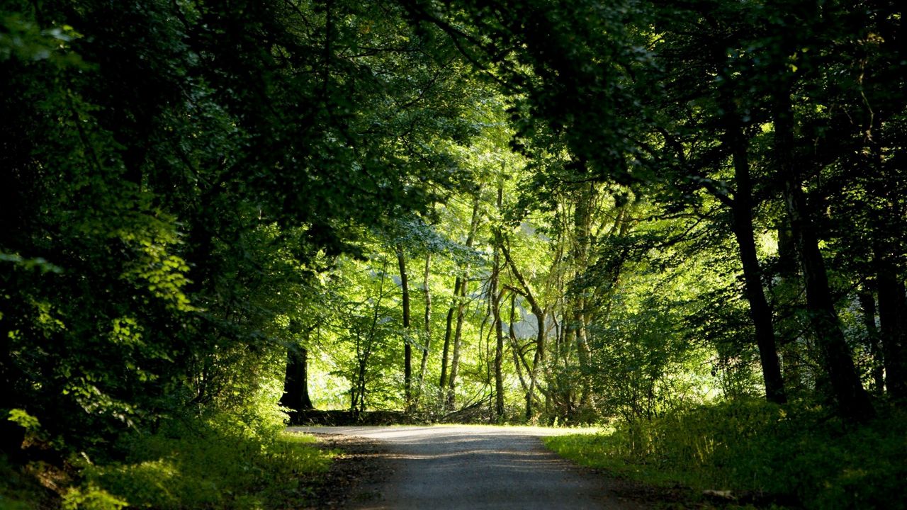 Wallpaper trees, wood, greens, summer, crossroads, road